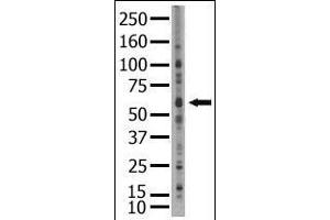 Image no. 1 for anti-SUMO1/sentrin/SMT3 Specific Peptidase 2 (SENP2) (C-Term) antibody (ABIN356753) (SENP2 Antikörper  (C-Term))