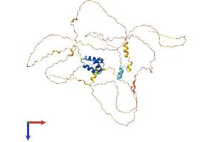 IRX4 Protein (AA 1-515) (His tag)