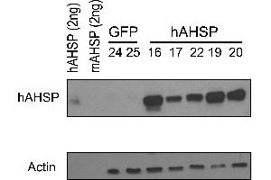 Western Blotting (WB) image for anti-alpha Hemoglobin Stabilizing Protein (aHSP) antibody (ABIN1043696) (aHSP Antikörper)