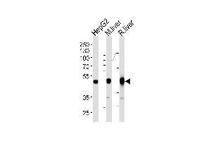 Western blot analysis of lysates from HepG2 cell line and mouse liver rat liver tissue lysates (from left to right) using H Antibody (Center) (ABIN1944892 and ABIN2838534). (Phenylalanine Hydroxylase Antikörper  (AA 127-161))