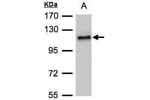 WB Image Sample(30 μg of whole cell lysate) A:H1299 7. (ADAMTSL2 Antikörper  (C-Term))