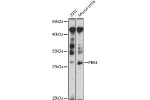Western blot analysis of extracts of various cell lines, using PRB4 antibody (ABIN7265834) at 1:1000 dilution. (PRB4 Antikörper  (AA 178-247))