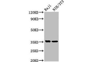 Western Blot Positive WB detected in: Raji whole cell lysate, NIH/3T3 whole cell lysate All lanes: NECTIN4 antibody at 5.