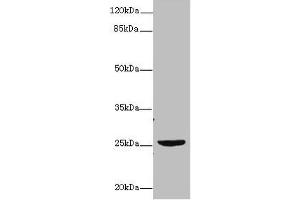 Western blot All lanes: NEGR1 antibody at 4 μg/mL + U87 whole cell lysate Secondary Goat polyclonal to rabbit IgG at 1/10000 dilution Predicted band size: 39, 25 kDa Observed band size: 25 kDa (NEGR1 Antikörper  (AA 1-196))