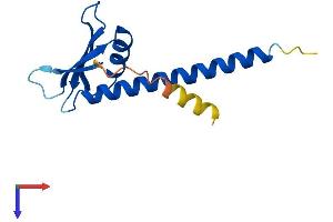 POLR1D Protein (AA 1-133) (His tag)