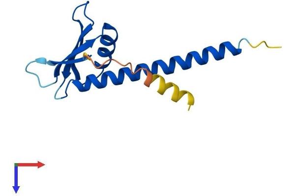 POLR1D Protein (AA 1-133) (His tag)