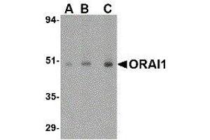 Western Blotting (WB) image for anti-ORAI Calcium Release-Activated Calcium Modulator 1 (ORAI1) (C-Term) antibody (ABIN2475964) (ORAI1 Antikörper  (C-Term))