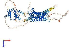 Kv1.6/KCNA6 Protein (AA 1-529) (His tag)