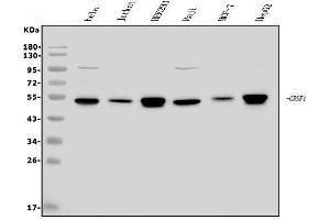 Western blot analysis of GRSF1 using anti-GRSF1 antibody (ABIN7599803).