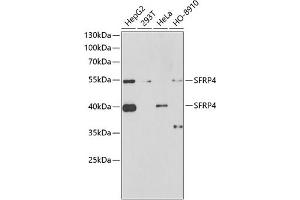 Western blot analysis of extracts of various cell lines, using SFRP4 antibody (ABIN6132004, ABIN6147678, ABIN6147679 and ABIN6222043) at 1:1000 dilution. (SFRP4 Antikörper  (AA 19-346))