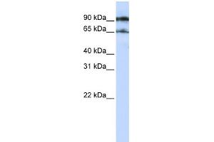 WB Suggested Anti-ATG9A Antibody Titration:  0. (ATG9A Antikörper  (Middle Region))