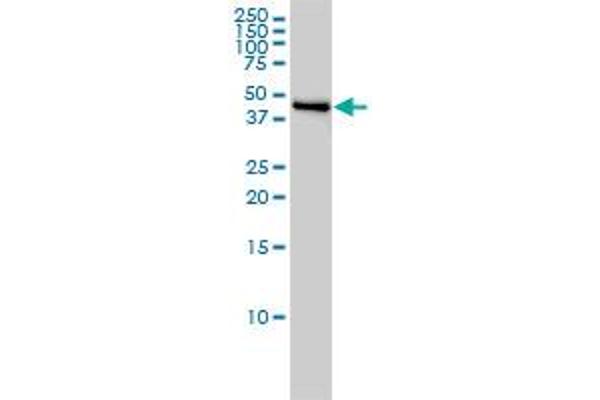 C17orf75 antibody  (AA 1-396)