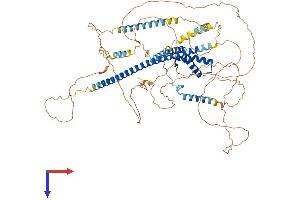 SOX5 Protein (AA 1-763) (His tag)