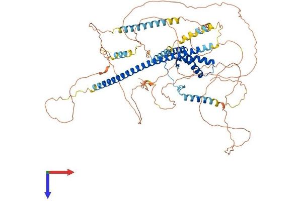 SOX5 Protein (AA 1-763) (His tag)