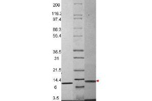 MIP-3ß Mouse Recombinant Cytokine - SDS-PAGE. (CCL23 Protein)