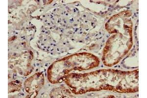 Immunohistochemistry of paraffin-embedded human kidney tissue using ABIN7161482 at dilution of 1:100 (SLC3A1 Antikörper  (AA 1-68))