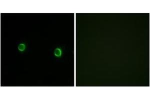 Immunofluorescence (IF) image for anti-Olfactory Receptor, Family 5, Subfamily AS, Member 1 (OR5AS1) (AA 61-110) antibody (ABIN2890946) (OR5AS1 Antikörper  (AA 61-110))