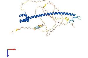 NFE2 Protein (AA 1-373) (His tag)
