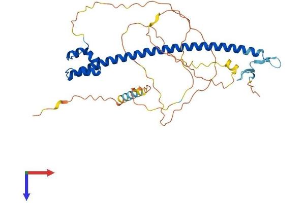 NFE2 Protein (AA 1-373) (His tag)