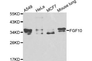 Western blot analysis of extracts of various cell lines, using FGF10 antibody. (FGF10 Antikörper)