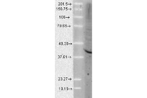 Aha1 Human Cell line Mix 10ug 1 in 1000. (AHSA1 Antikörper)