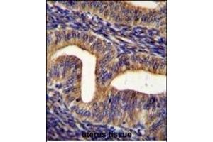 GHSR Antibody (C-term) (ABIN655816 and ABIN2845240) immunohistochemistry analysis in formalin fixed and paraffin embedded human uterus tissue followed by peroxidase conjugation of the secondary antibody and DAB staining. (GHSR Antikörper  (C-Term))