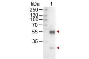 Image no. 1 for Rabbit anti-Mouse IgG (Whole Molecule) antibody (Alkaline Phosphatase (AP)) (ABIN300770) (Kaninchen anti-Maus IgG (Whole Molecule) Antikörper (Alkaline Phosphatase (AP)))