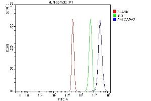 Flow Cytometry analysis of HepG2 cells using anti-C20orf74/RALGAPA2 antibody (ABIN7600871).