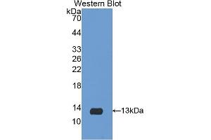 Detection of Recombinant IL8, Porcine using Polyclonal Antibody to Interleukin 8 (IL8) (IL-8 Antikörper  (AA 26-103))