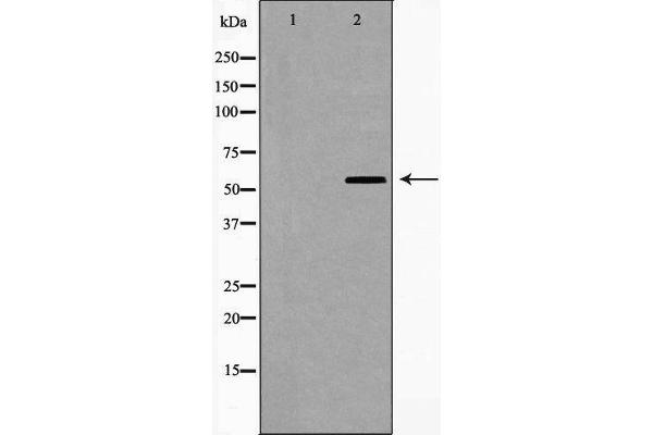 CYP1A1/2 Antikörper