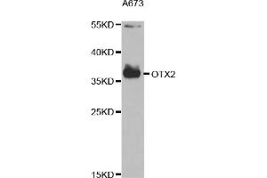 Western blot analysis of extracts of A-673 cells, using OTX2 antibody (ABIN6293012) at 1:1000 dilution. (OTX2 Antikörper)