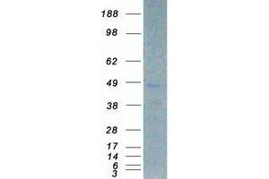 Validation with Western Blot (CEBPB Protein (Myc-DYKDDDDK Tag))