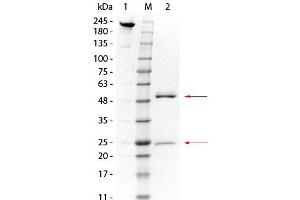 SDS-PAGE of Mouse anti-GSTO1 Monoclonal Antibody.
