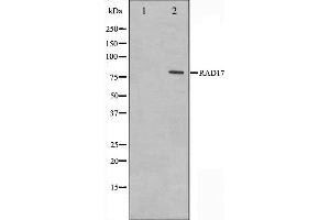 Western blot analysis on HeLa cell lysate using RAD17 Antibody. (RAD17 Antikörper  (C-Term))