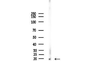 anti-Interleukin 25 (IL25) (Internal Region) antibody