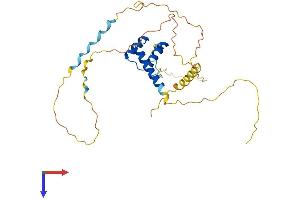 HOXD8 Protein (AA 1-289) (His tag)
