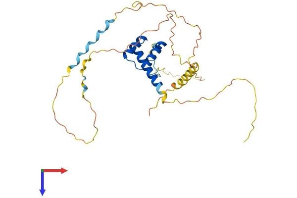 HOXD8 Protein (AA 1-289) (His tag)