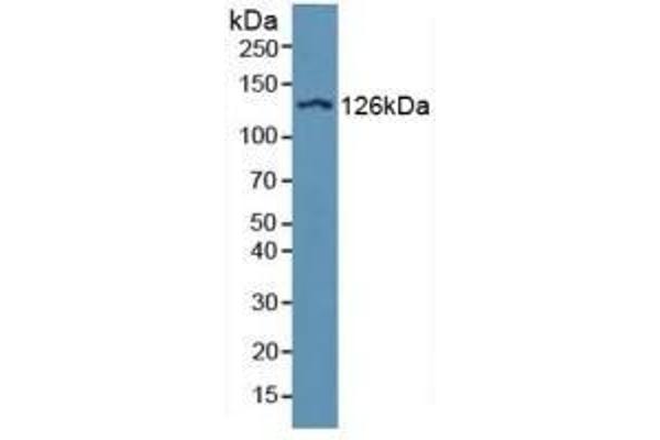 ITGAD antibody  (AA 879-1099)