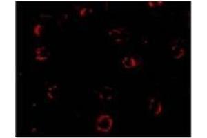 Immunofluorescence of CXCR4-Lo in Hela cells with CXCR4-Lo Antibody  at 4 ug/ml. (CXCR4 Antikörper  (Isoform A, N-Term))
