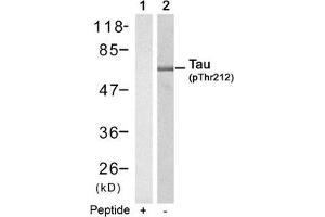 Western blot analysis of extracts from mouse brain tissue using Tau(Phospho-Thr212) Antibody(Lane 2) and the same antibody preincubated with blocking peptide(Lane1). (MAPT Antikörper  (pThr212))