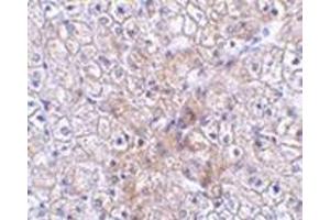 Immunohistochemistry of TRAF2 in human liver tissue with this product at 2. (TRAF2 Antikörper  (N-Term))