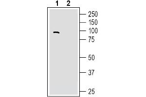 Western blot analysis of human SH-SY5Y neuroblastoma cell line lysates:1. (LRRC4 Antikörper  (Extracellular))