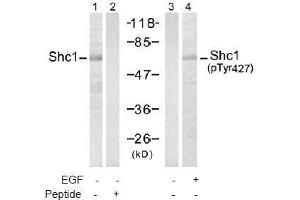 Image no. 2 for anti-SHC (Src Homology 2 Domain Containing) Transforming Protein 1 (SHC1) (pTyr427) antibody (ABIN197086) (SHC1 Antikörper  (pTyr427))