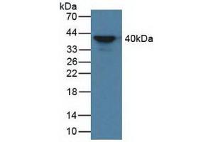 Figure. (AZGP1 Antikörper  (AA 148-298))