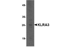 Image no. 1 for anti-Killer Cell Lectin-Like Receptor, Subfamily A, Member 3 (Klra3) (C-Term) antibody (ABIN341728)