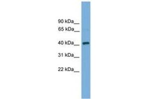 Image no. 1 for anti-DnaJ (Hsp40) Homolog, Subfamily B, Member 12 (DNAJB12) (AA 51-100) antibody (ABIN6744595)