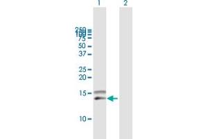 Western Blot analysis of CCL28 expression in transfected 293T cell line by CCL28 MaxPab polyclonal antibody. (CCL28 Antikörper  (AA 1-127))