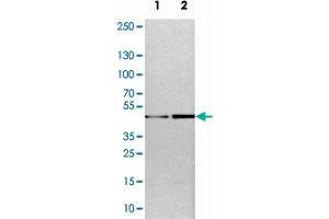 Western blot analysis of cell lysates with TOX polyclonal antibody . (TOX Antikörper)