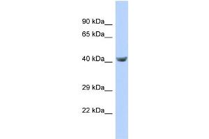 Host:  Rabbit  Target Name:  TPTE  Sample Type:  721_B Whole cell lysates  Antibody Dilution:  1. (TPTE Antikörper  (C-Term))