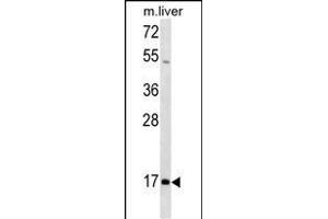HOXA1 Antibody (N-term) (ABIN1539611 and ABIN2849947) western blot analysis in mouse liver tissue lysates (35 μg/lane).
